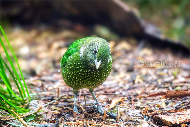 绿猫鸟(Ailuroedus crassirostris)